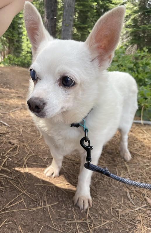 Chloe, an adopted Mixed Breed in Truckee, CA image 3/6