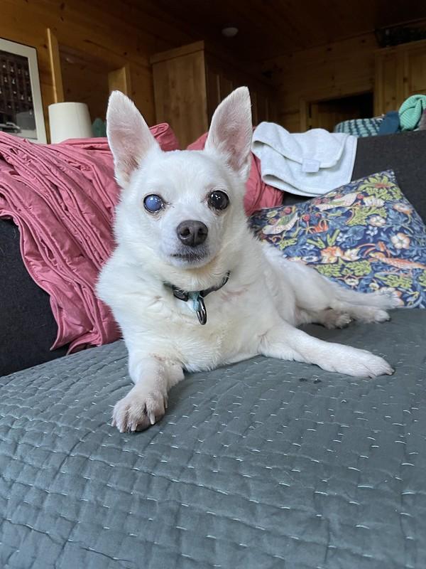 Chloe, an adopted Mixed Breed in Truckee, CA image 5/6