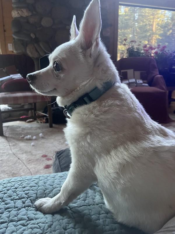 Chloe, an adopted Mixed Breed in Truckee, CA image 6/6