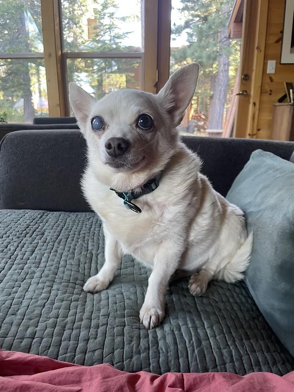 Chloe, an adopted Mixed Breed in Truckee, CA image 4/6