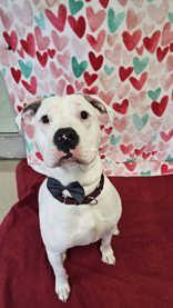 Yanus, ADOPTABLE, Adult Male Mixed Breed.