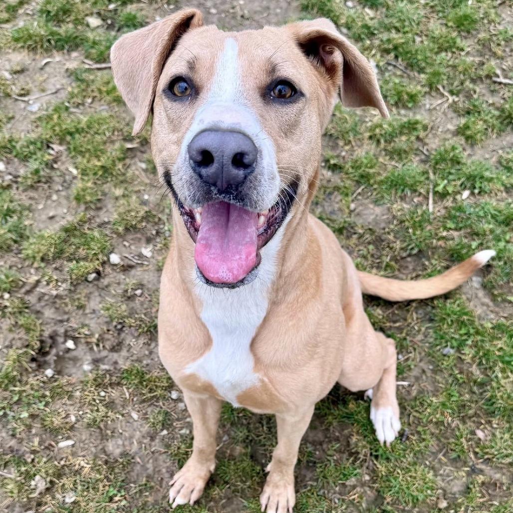 Summer, a Adoptable mixed breed in Pittsburgh, PA image 6/6