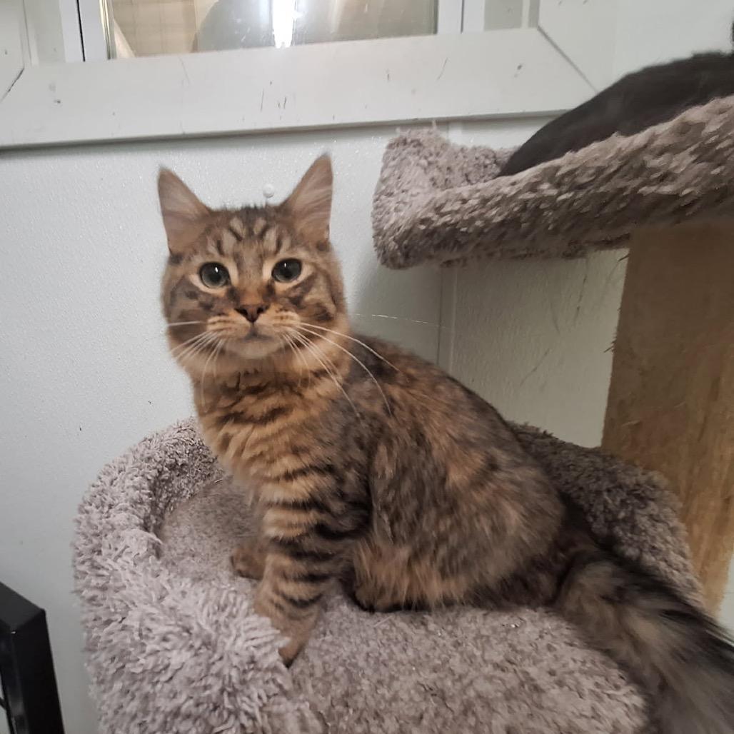 Kurt, a Adoptable Domestic Long Hair in Oak Hill, WV image 1/3