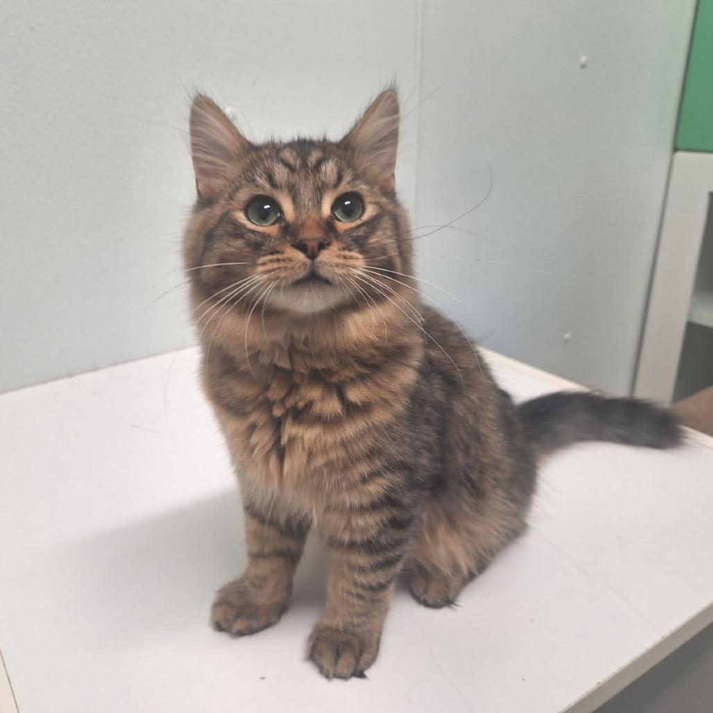 Kurt, a Adoptable Domestic Long Hair in Oak Hill, WV image 2/3