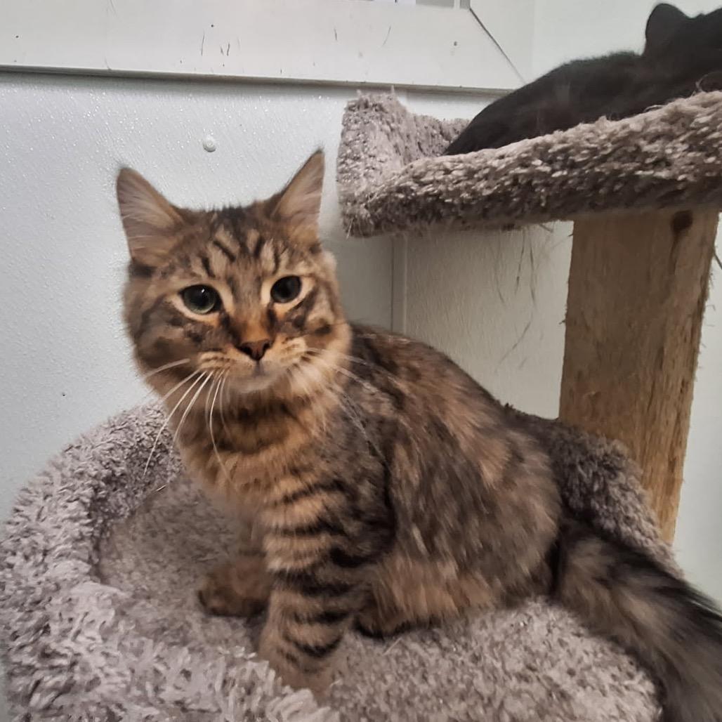 Kurt, a Adoptable Domestic Long Hair in Oak Hill, WV image 3/3