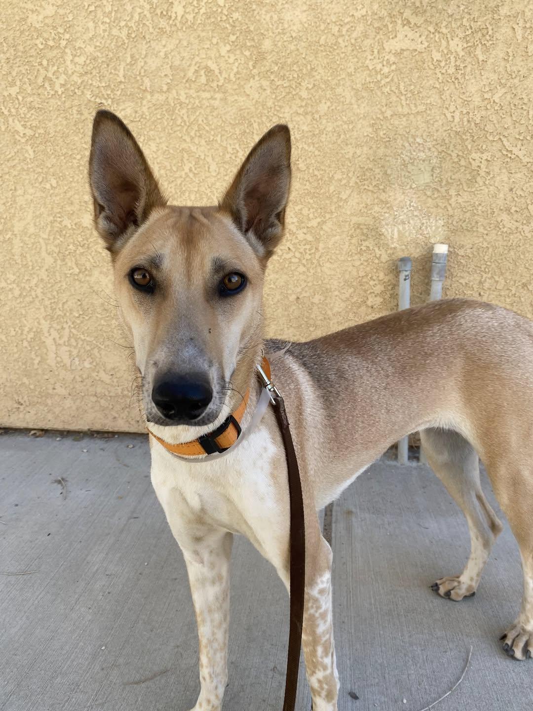 Enlarge Jolene, a Adoptable mixed breed in Encino, CA image 3/5
