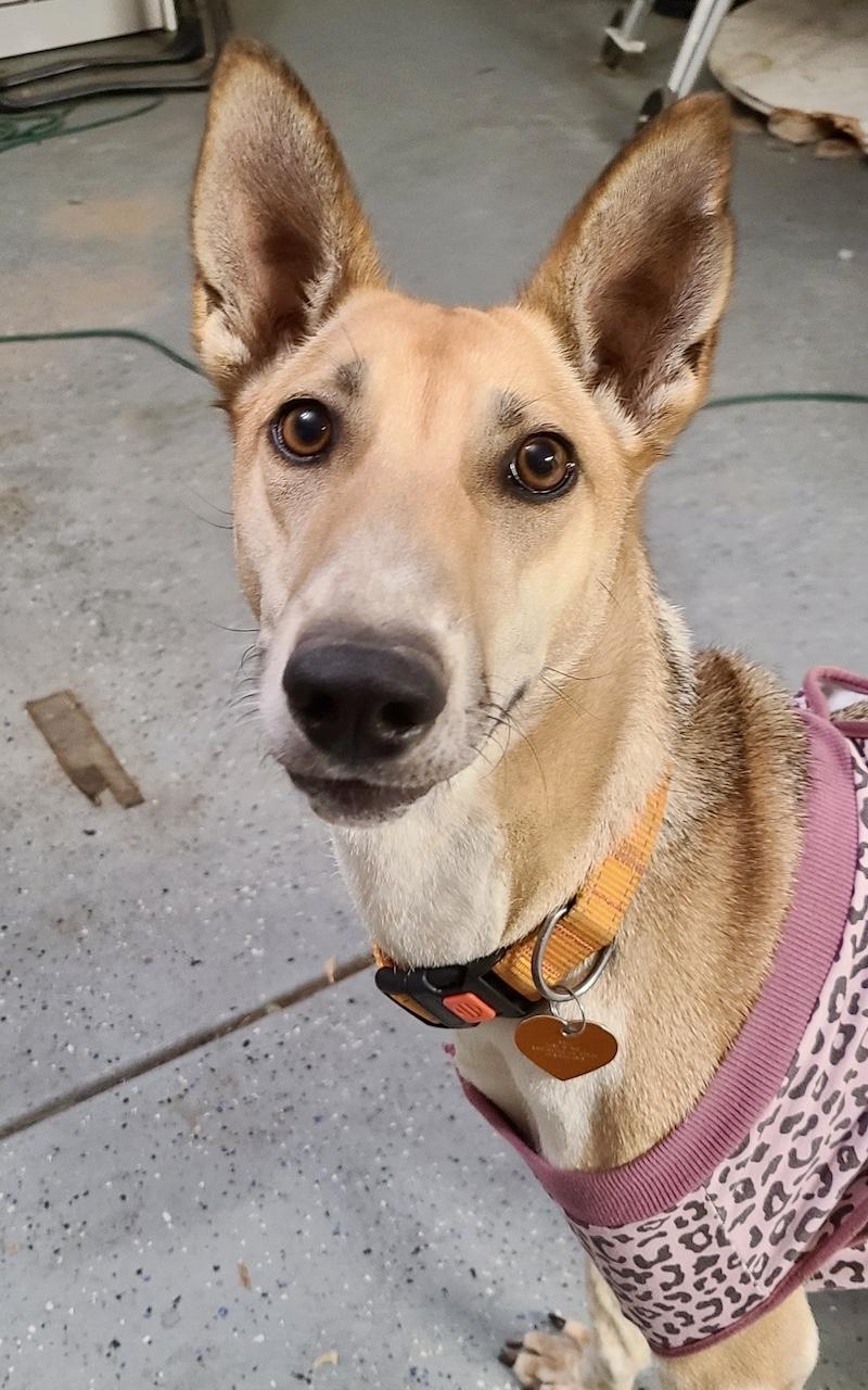 Jolene, Adoptable, Young Female Portuguese Podengo.