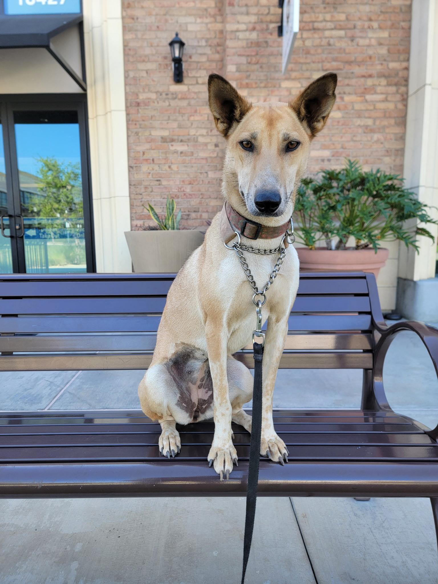 Enlarge Jolene, a Adoptable mixed breed in Encino, CA image 2/5