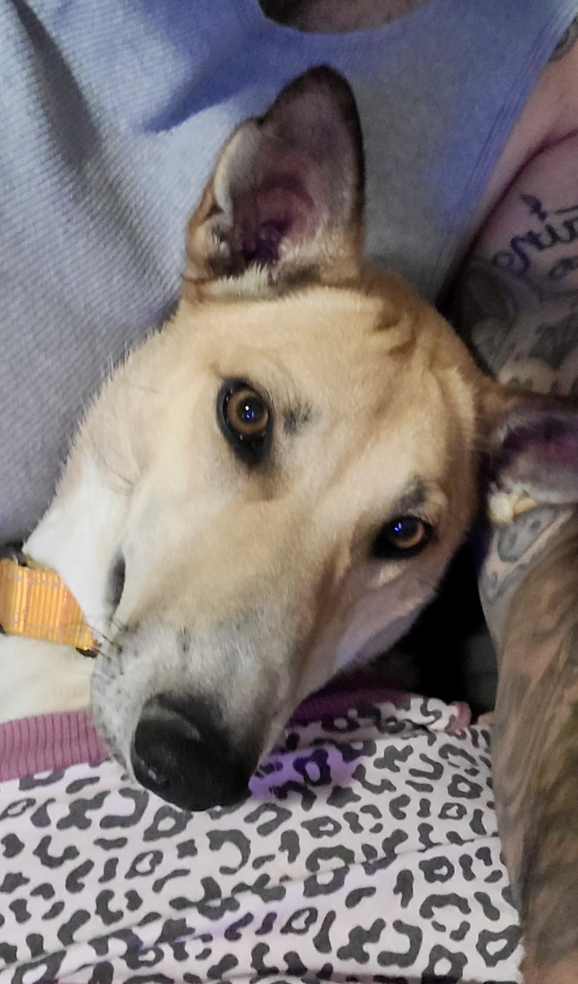 Enlarge Jolene, a Adoptable mixed breed in Encino, CA image 4/5