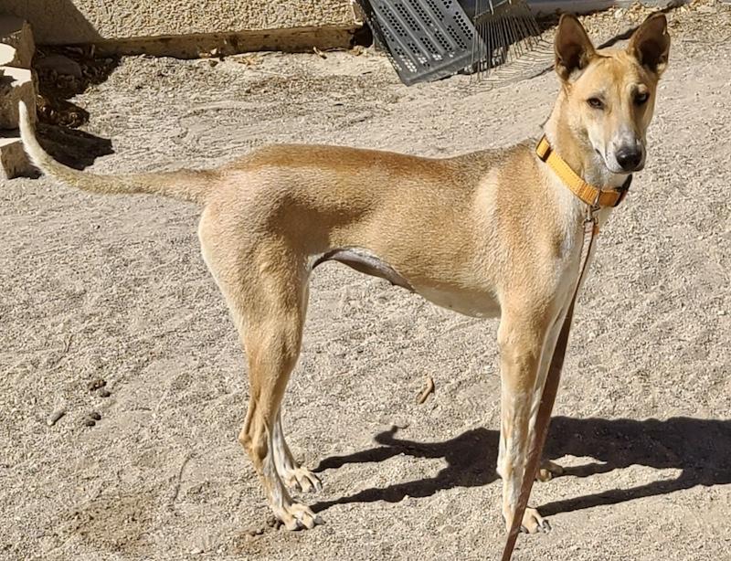 Enlarge Jolene, a Adoptable mixed breed in Encino, CA image 5/5