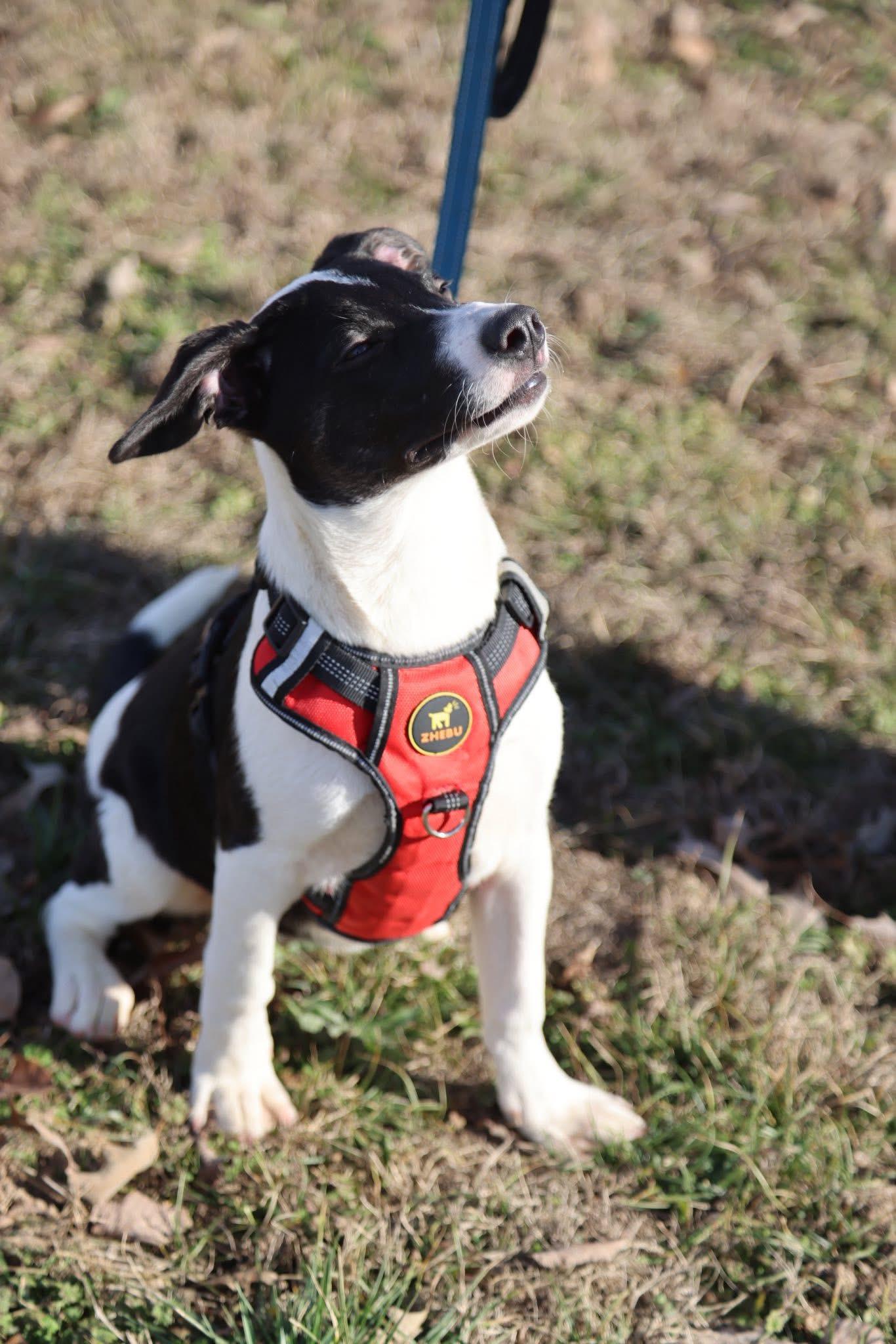 Enlarge Sony, a ADOPTABLE Mixed Breed in Cherokee Village, AR image 2/2