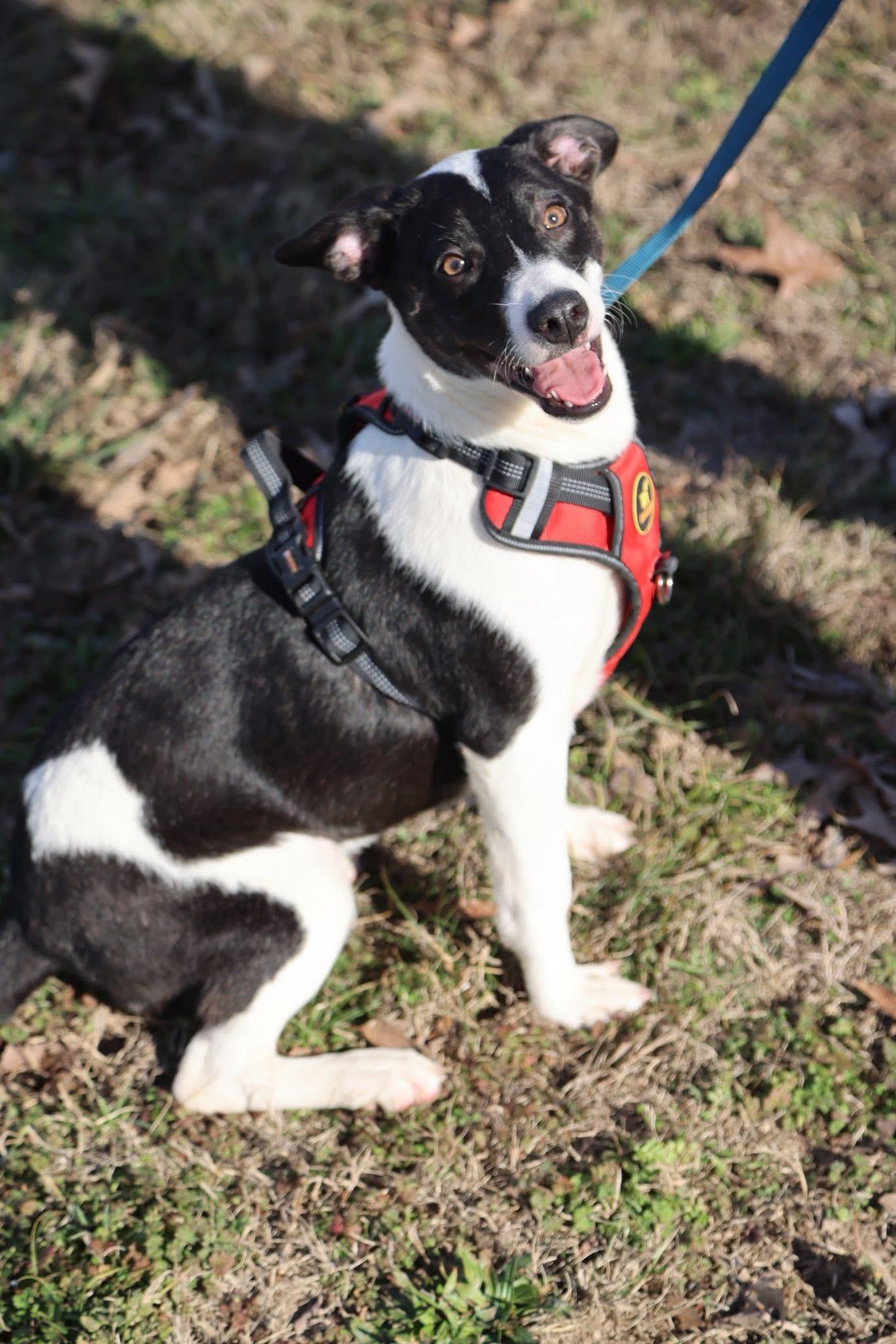 Enlarge Sony, a ADOPTABLE Mixed Breed in Cherokee Village, AR image 1/2