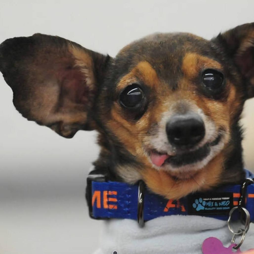 Neman, Adoptable, Senior Male Chihuahua.