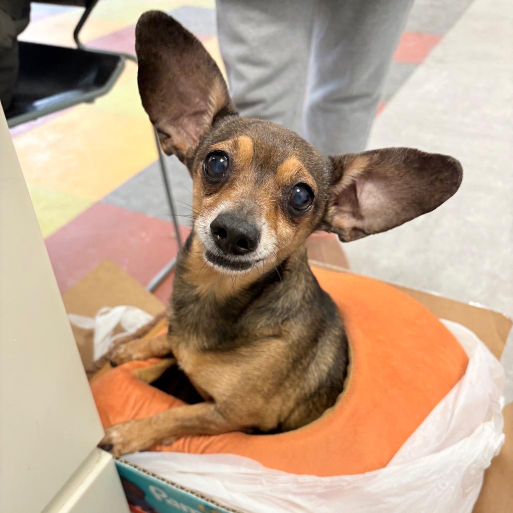 Enlarge Neman, a Adoptable Chihuahua in Tunkhannock, PA image 2/4