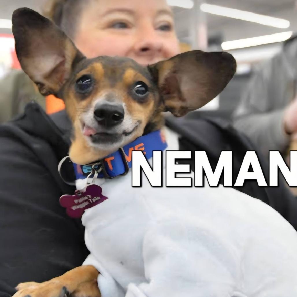 Enlarge Neman, a Adoptable Chihuahua in Tunkhannock, PA image 3/4