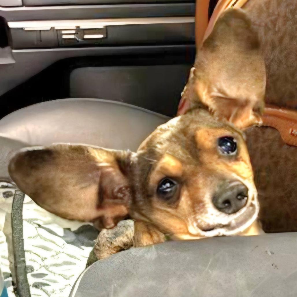 Enlarge Neman, a Adoptable Chihuahua in Tunkhannock, PA image 4/4