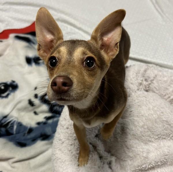 Skeedaddle, Adoptable, Puppy Male Dachshund & Miniature Pinscher.