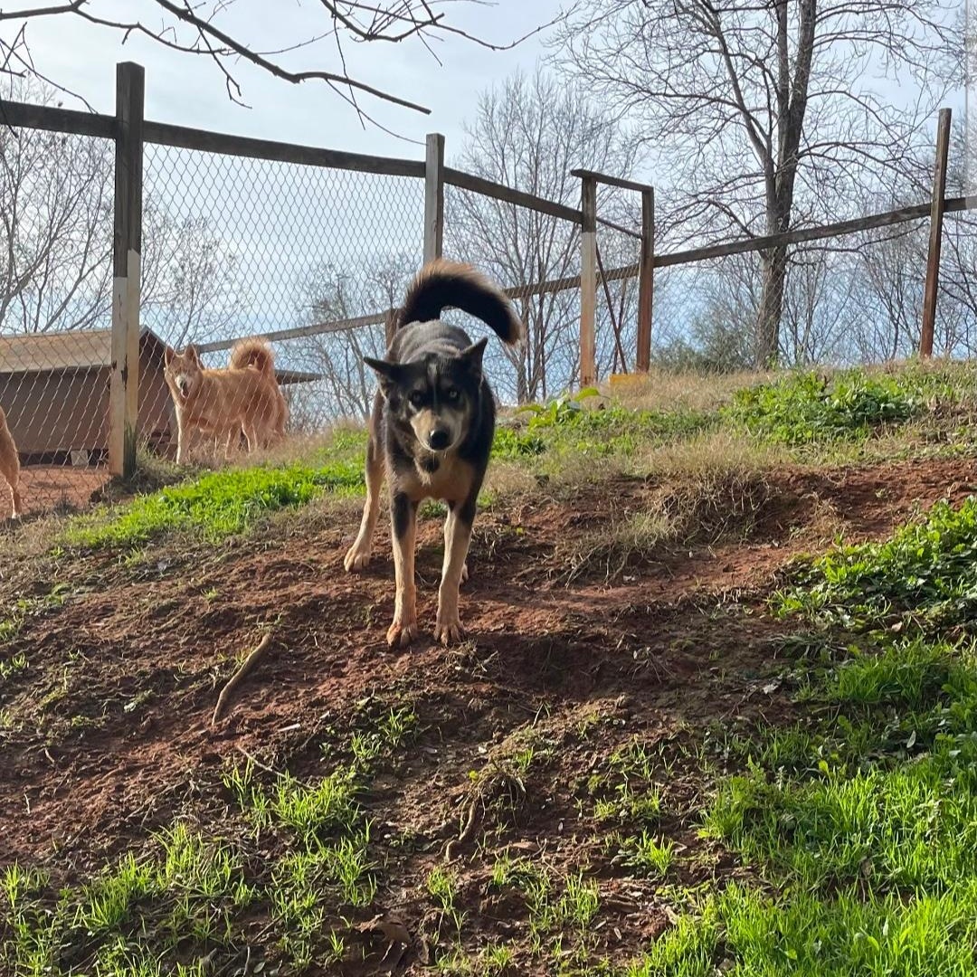 Enlarge Sky, a Adoptable Siberian Husky in Maryville, TN image 1/1