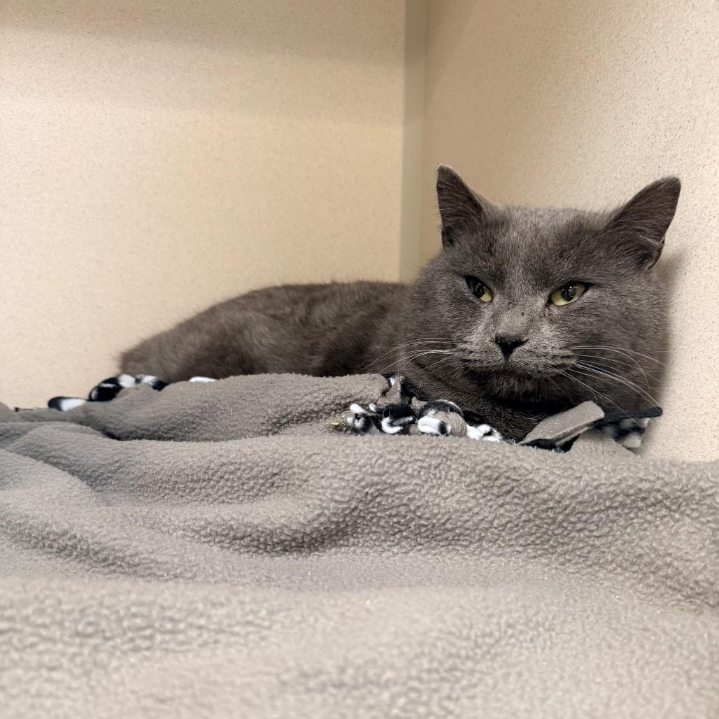 Enlarge Jerry, a Adoptable Domestic Short Hair in Great Falls, MT image 1/5