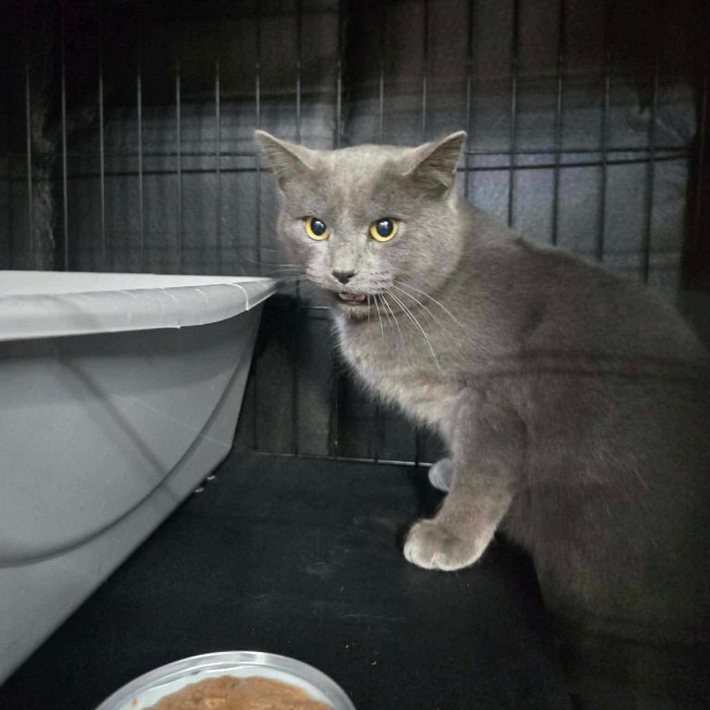 Enlarge Jerry, a Adoptable Domestic Short Hair in Great Falls, MT image 2/5