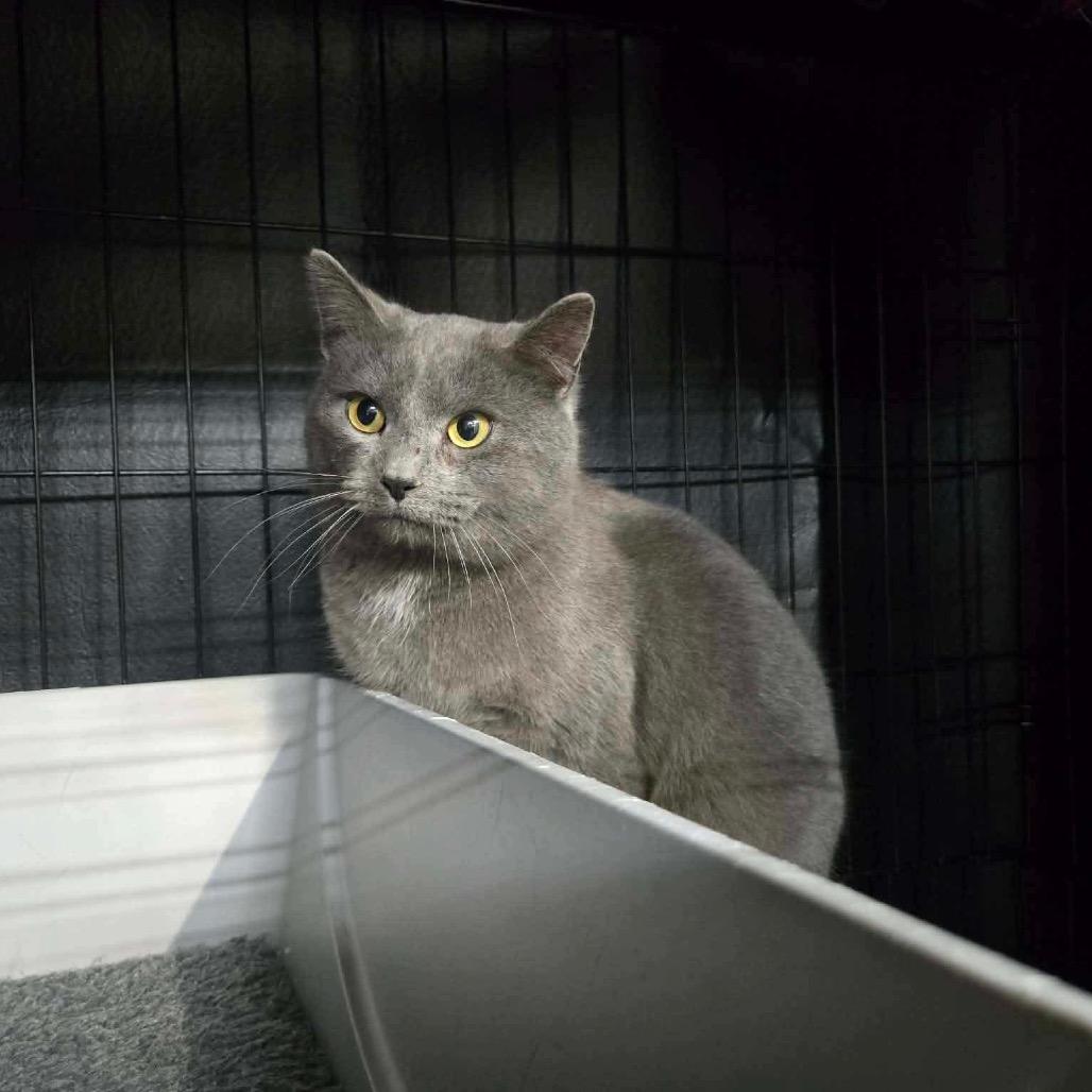 Enlarge Jerry, a Adoptable Domestic Short Hair in Great Falls, MT image 3/5