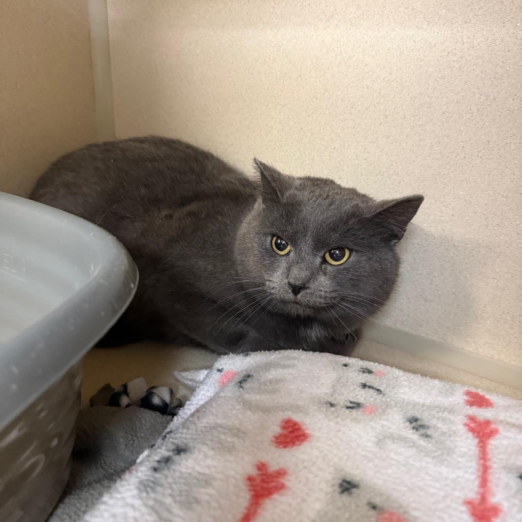 Enlarge Jerry, a Adoptable Domestic Short Hair in Great Falls, MT image 4/5