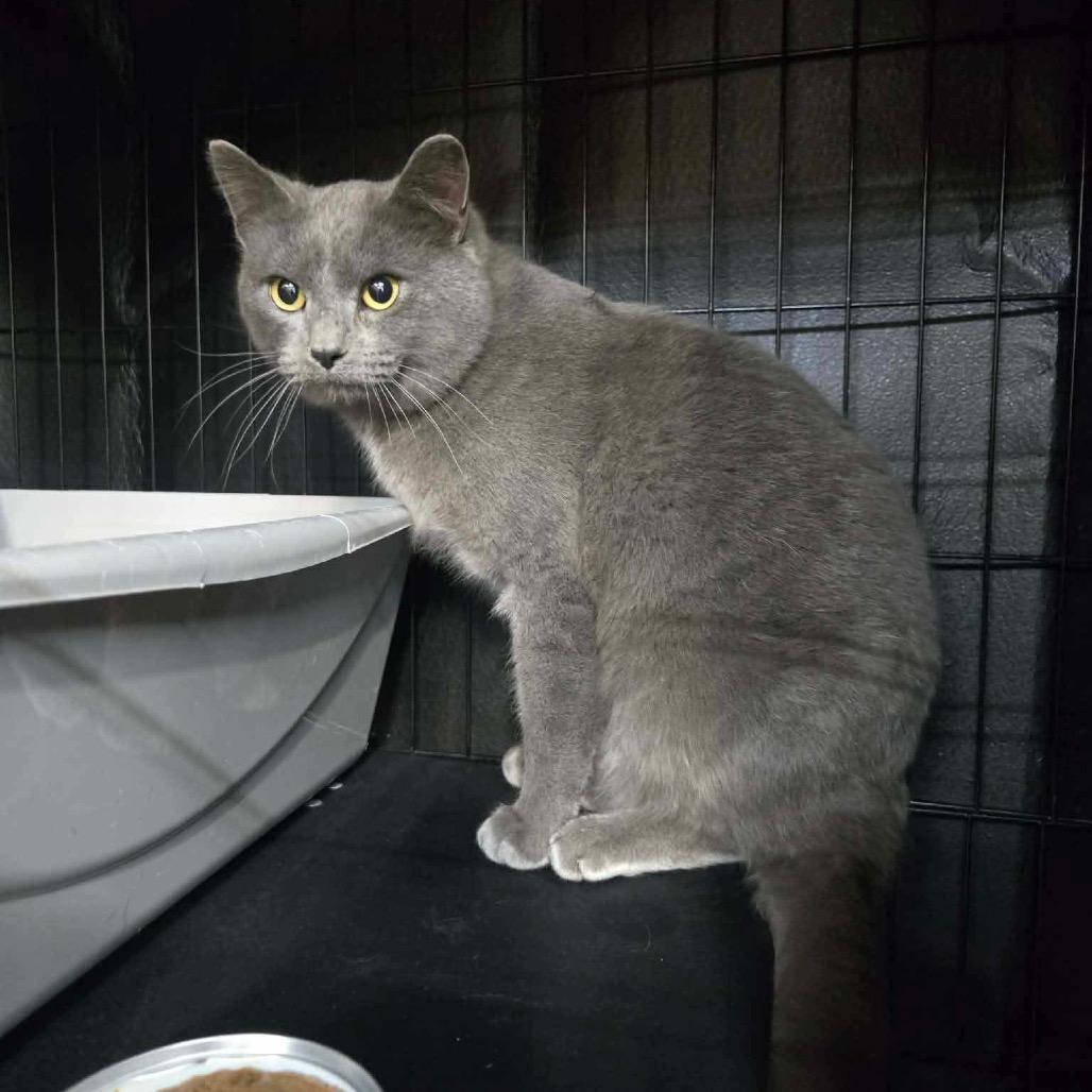 Enlarge Jerry, a Adoptable Domestic Short Hair in Great Falls, MT image 5/5