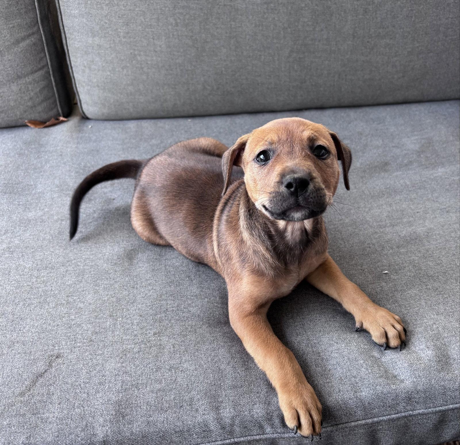 Enlarge Teddy Bear, a Adoptable mixed breed in Barnhart, MO image 1/2