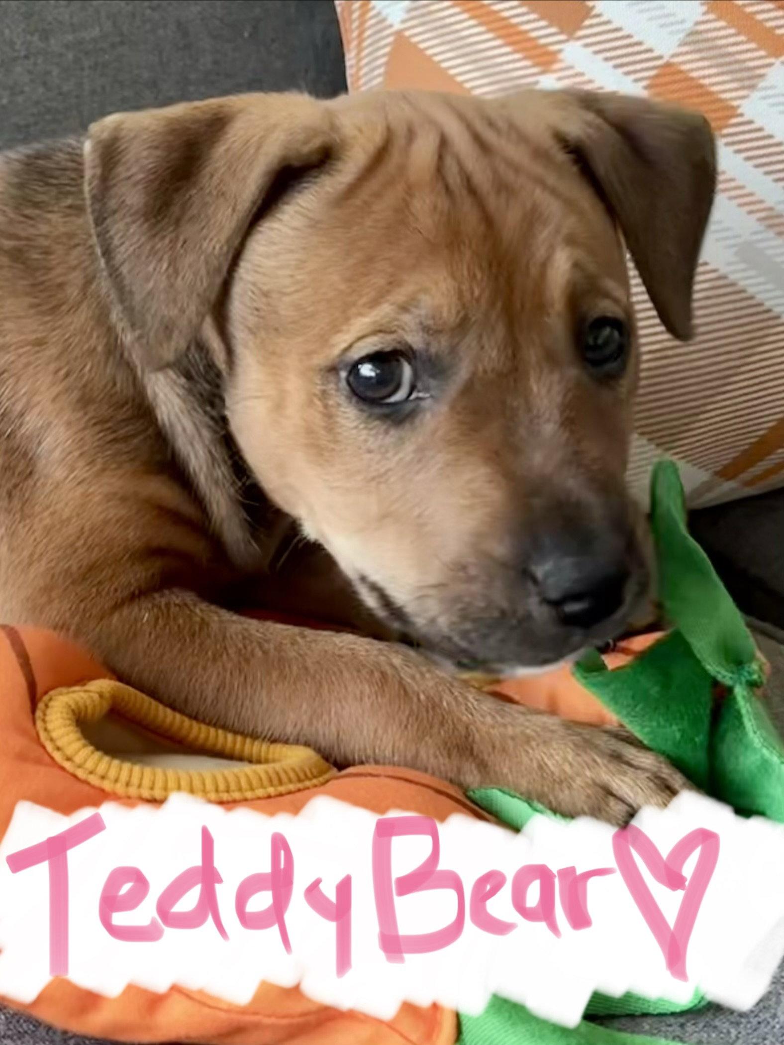 Enlarge Teddy Bear, a Adoptable mixed breed in Barnhart, MO image 2/2