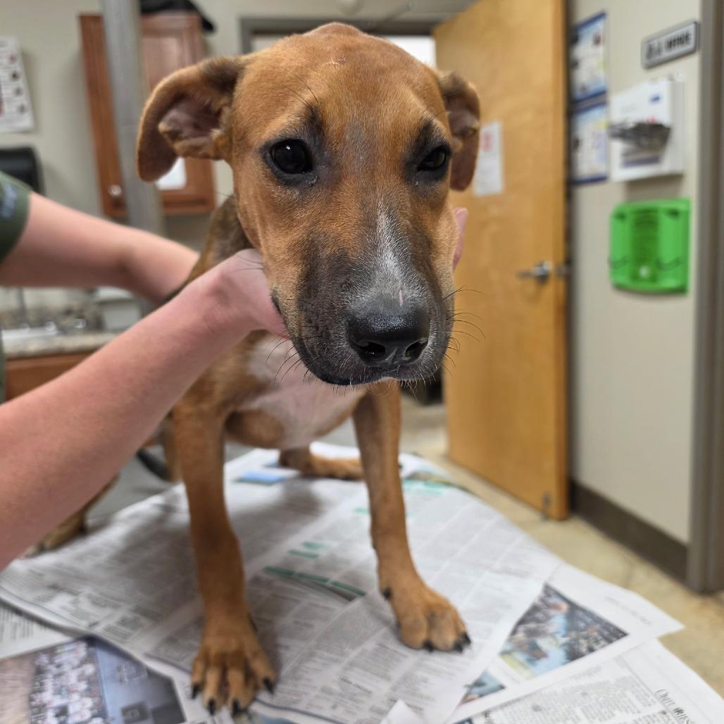 Hula, Adoptable, Puppy Female Mountain Cur & Mixed Breed.