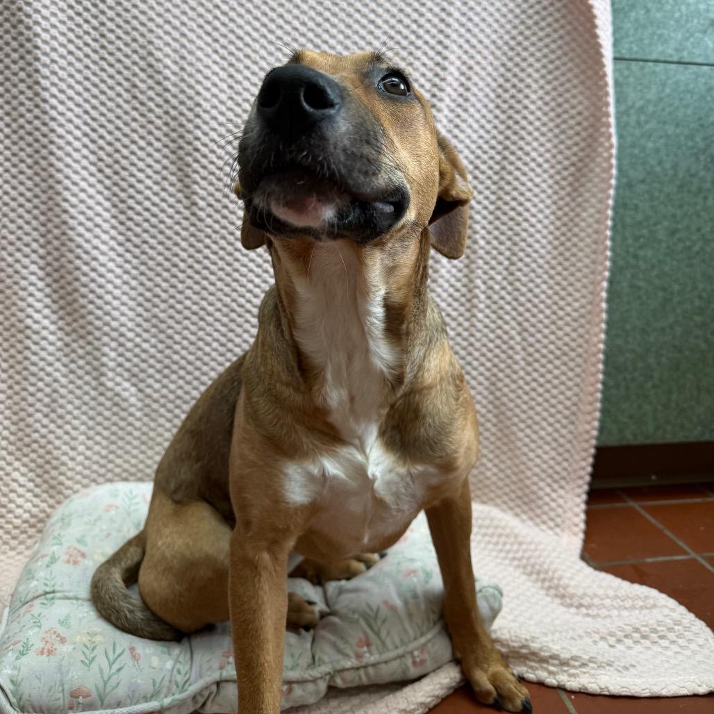 Enlarge Hula, a Adoptable mixed breed in West Point, MS image 2/3