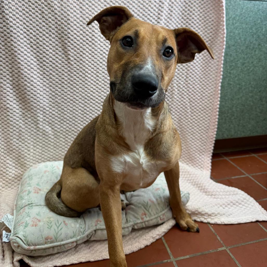 Enlarge Hula, a Adoptable mixed breed in West Point, MS image 3/3