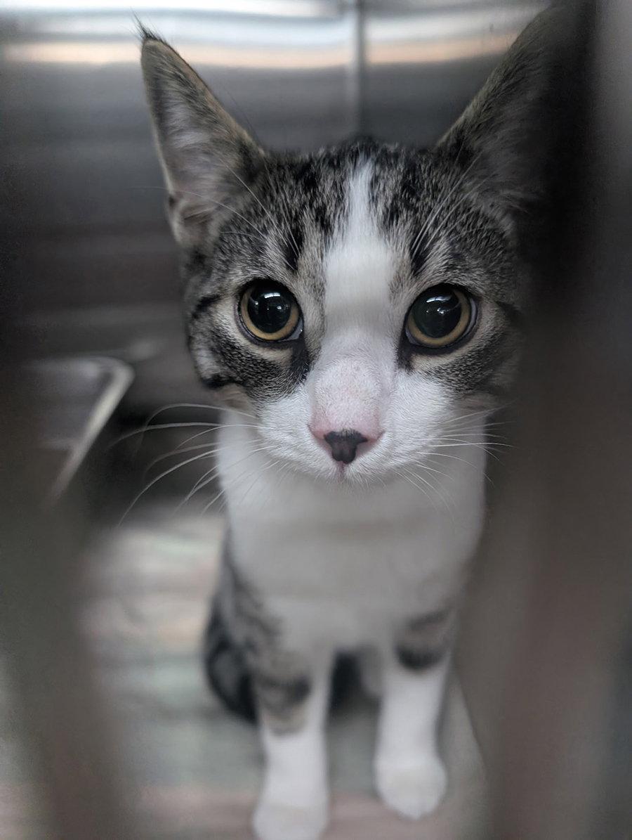 Kitten Stuart, Adoptable, Young Male Domestic Short Hair.