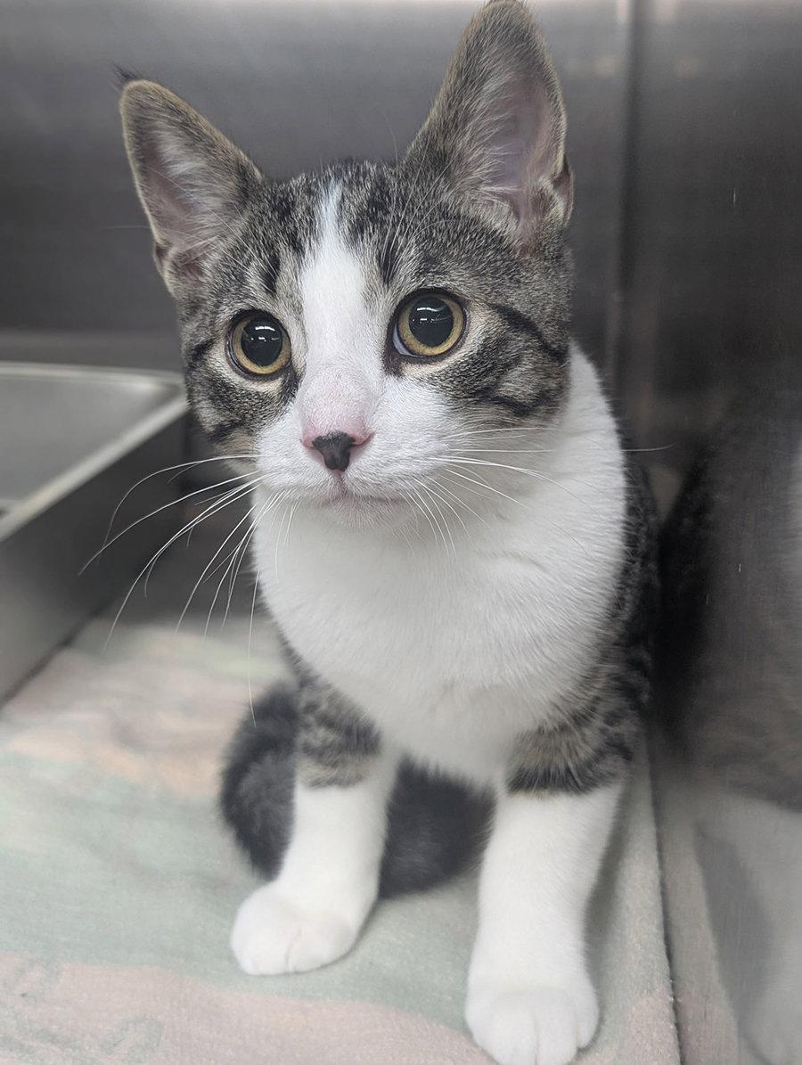 Enlarge Kitten Stuart, a Adoptable Domestic Short Hair in Cuyahoga Falls, OH image 2/3