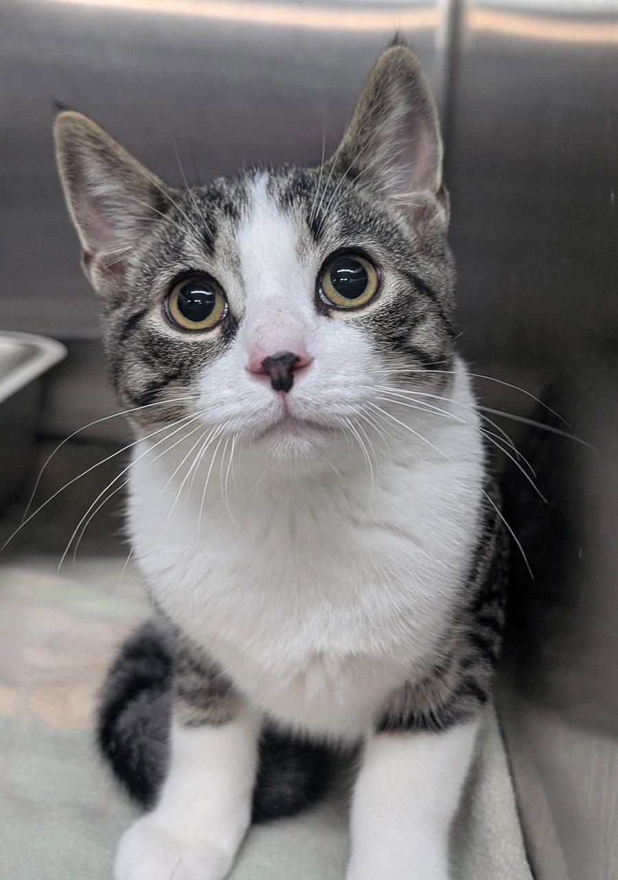 Enlarge Kitten Stuart, a Adoptable Domestic Short Hair in Cuyahoga Falls, OH image 3/3