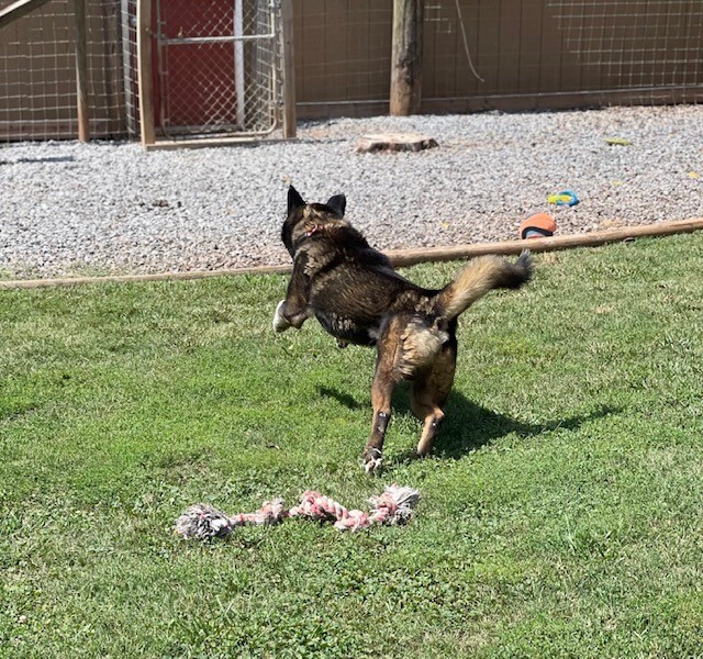 Enlarge Goliath, a Adoptable Akita in Jacksonville, FL image 1/8