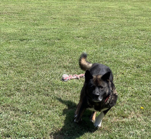 Enlarge Goliath, a Adoptable Akita in Jacksonville, FL image 2/8