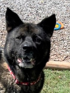 Enlarge Goliath, a Adoptable Akita in Jacksonville, FL image 3/8