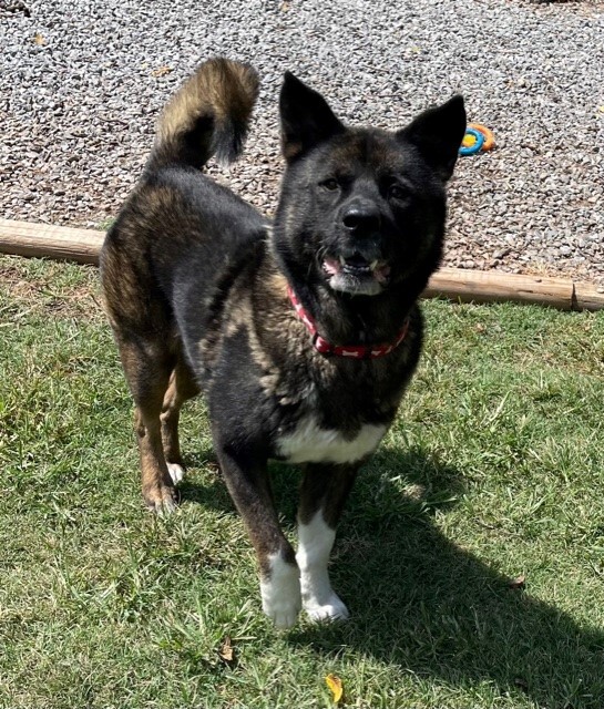 Enlarge Goliath, a Adoptable Akita in Jacksonville, FL image 4/8