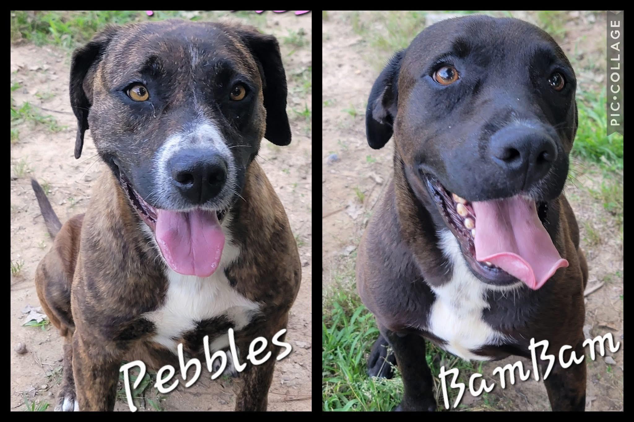 Pebbles and Bam Bam Bonded brother and sister