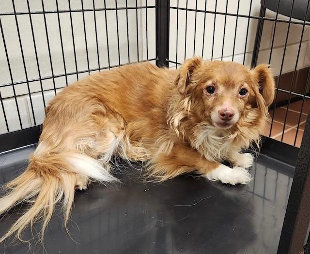 Tippy, ADOPTABLE, Senior Male Chihuahua.