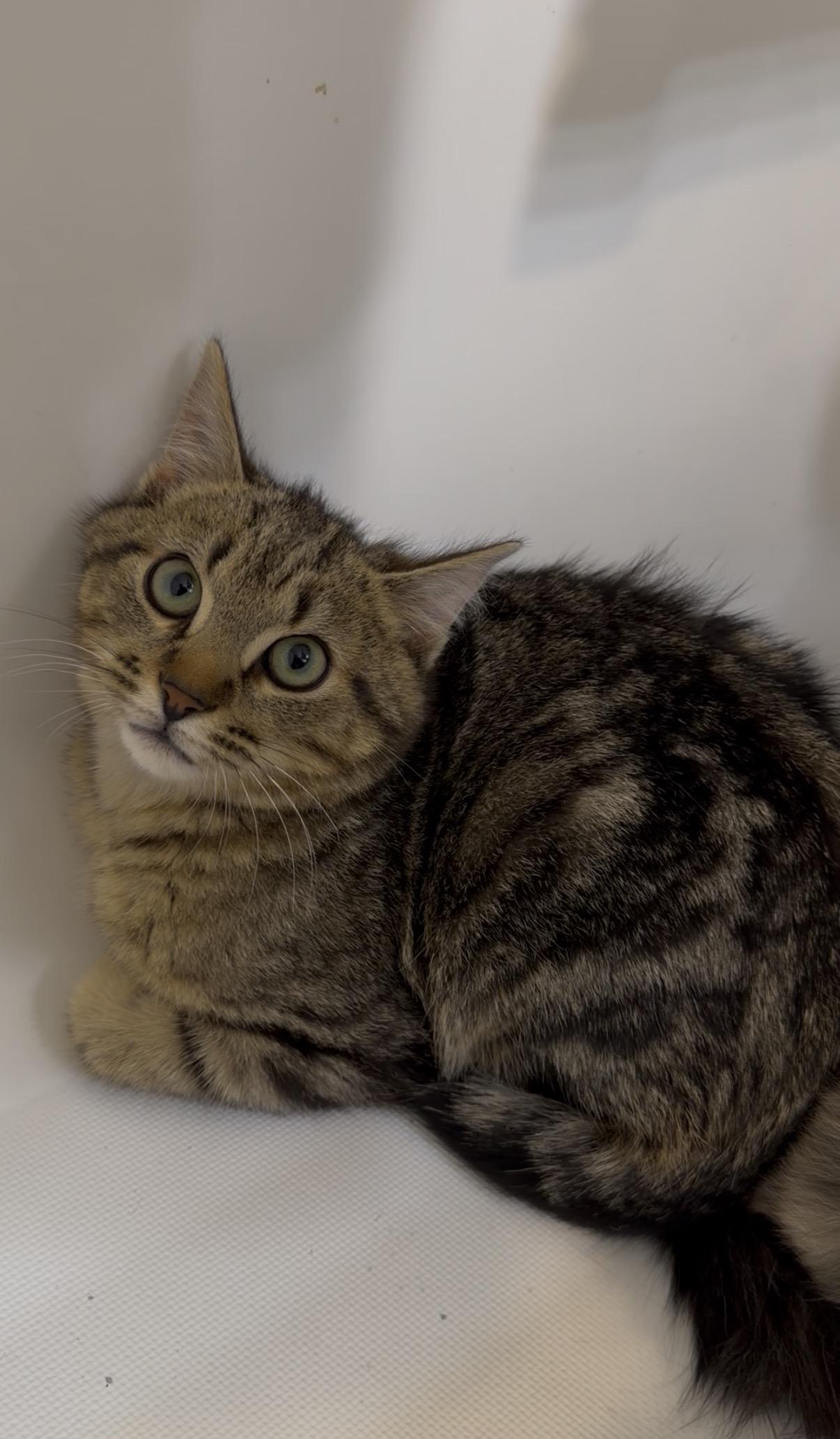 Enlarge Squawk, a ADOPTABLE Domestic Short Hair in Woodstock, GA image 1/1