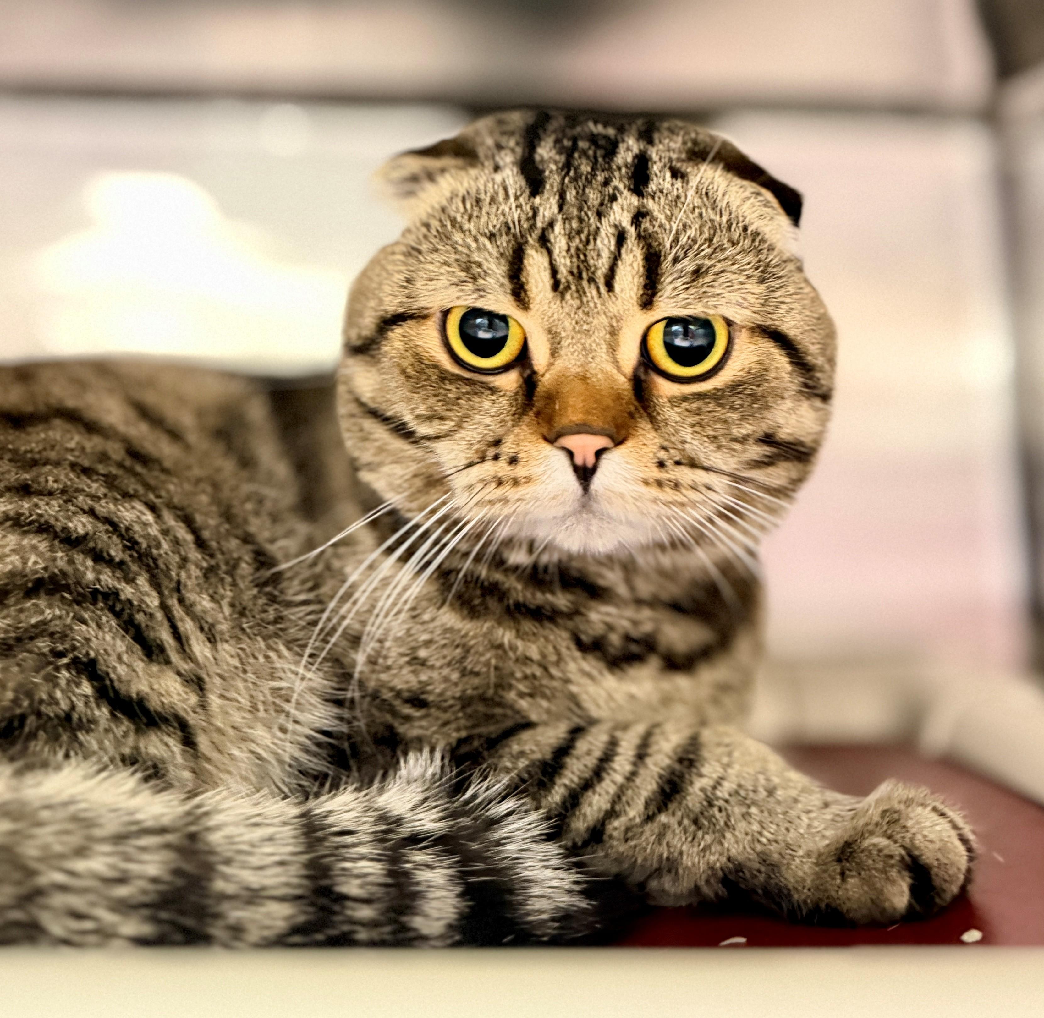Enlarge Haggis, a Adoptable Scottish Fold in Hamilton, ON image 3/3