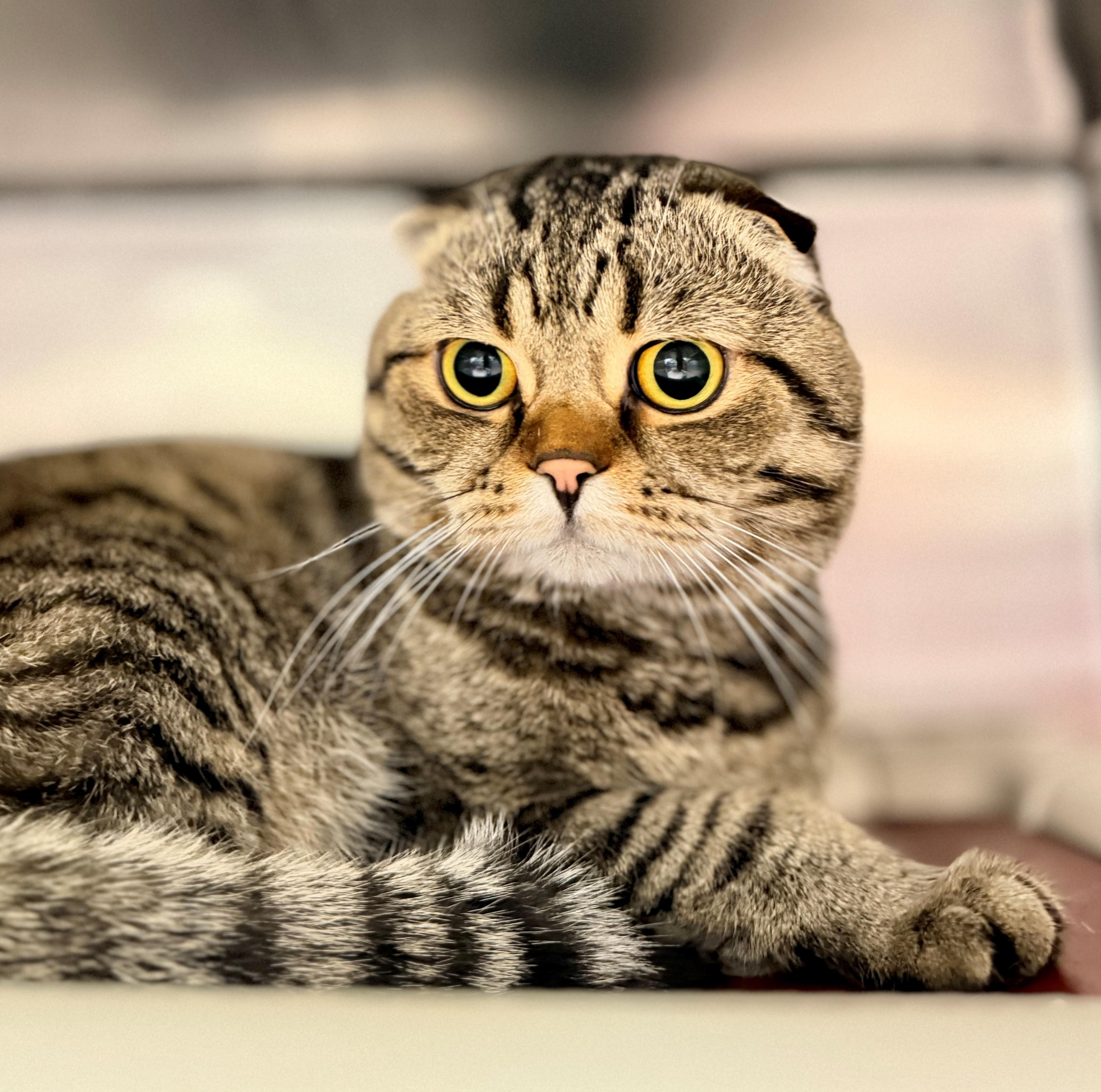 Enlarge Haggis, a Adoptable Scottish Fold in Hamilton, ON image 2/3