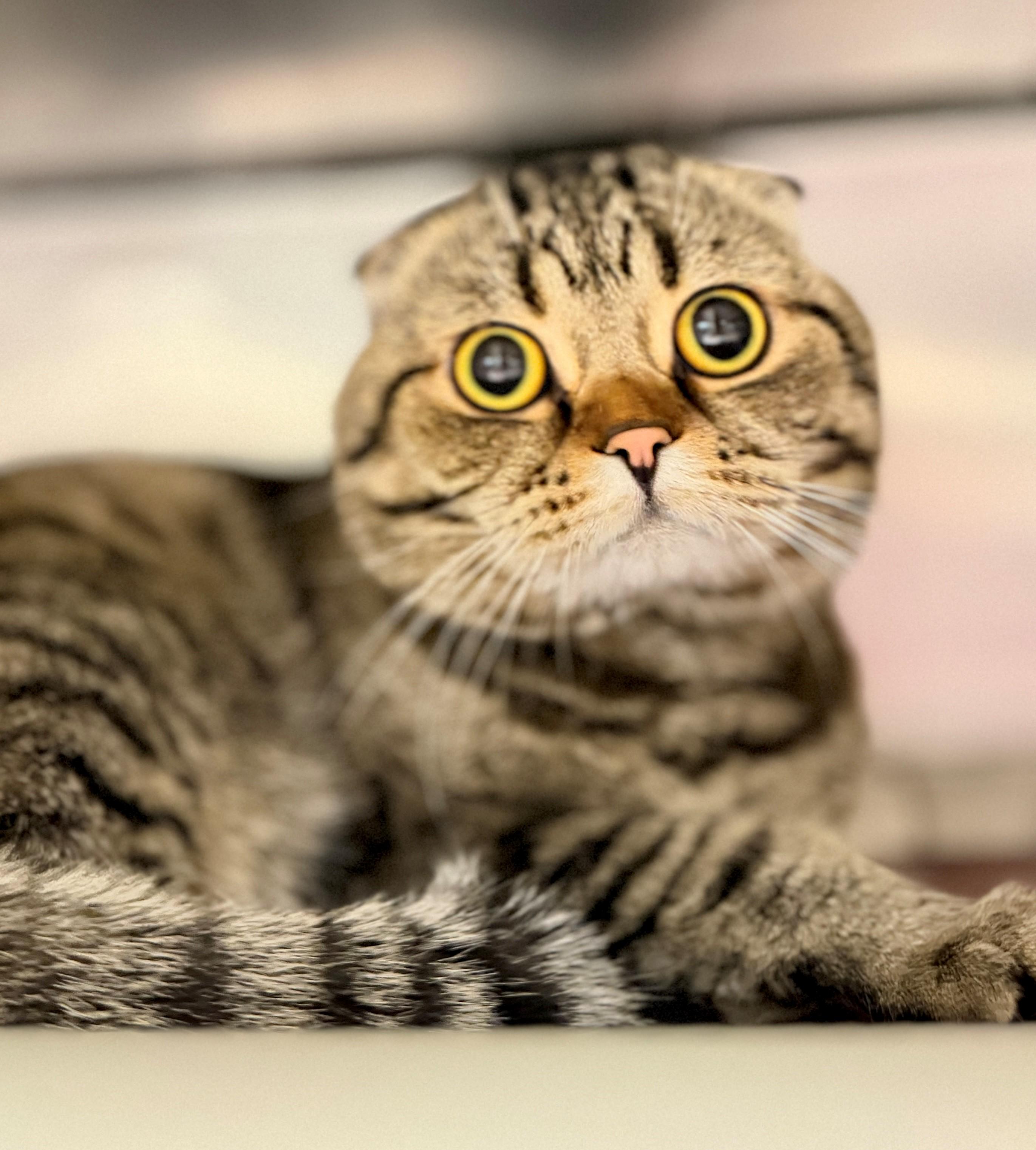 Enlarge Haggis, a Adoptable Scottish Fold in Hamilton, ON image 1/3