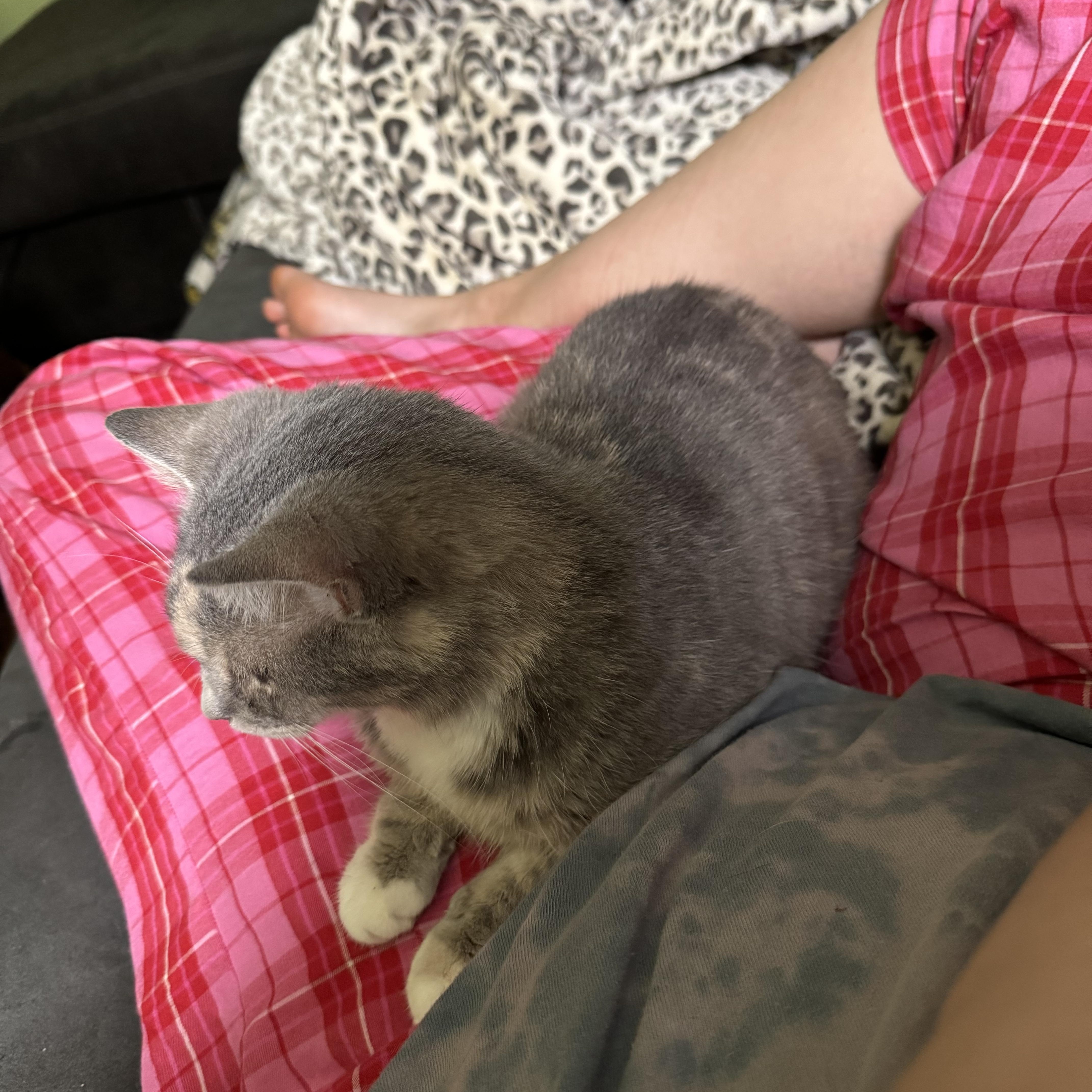 Enlarge Nellie, an adoptable mixed breed in Campbellsville, KY image 2/3