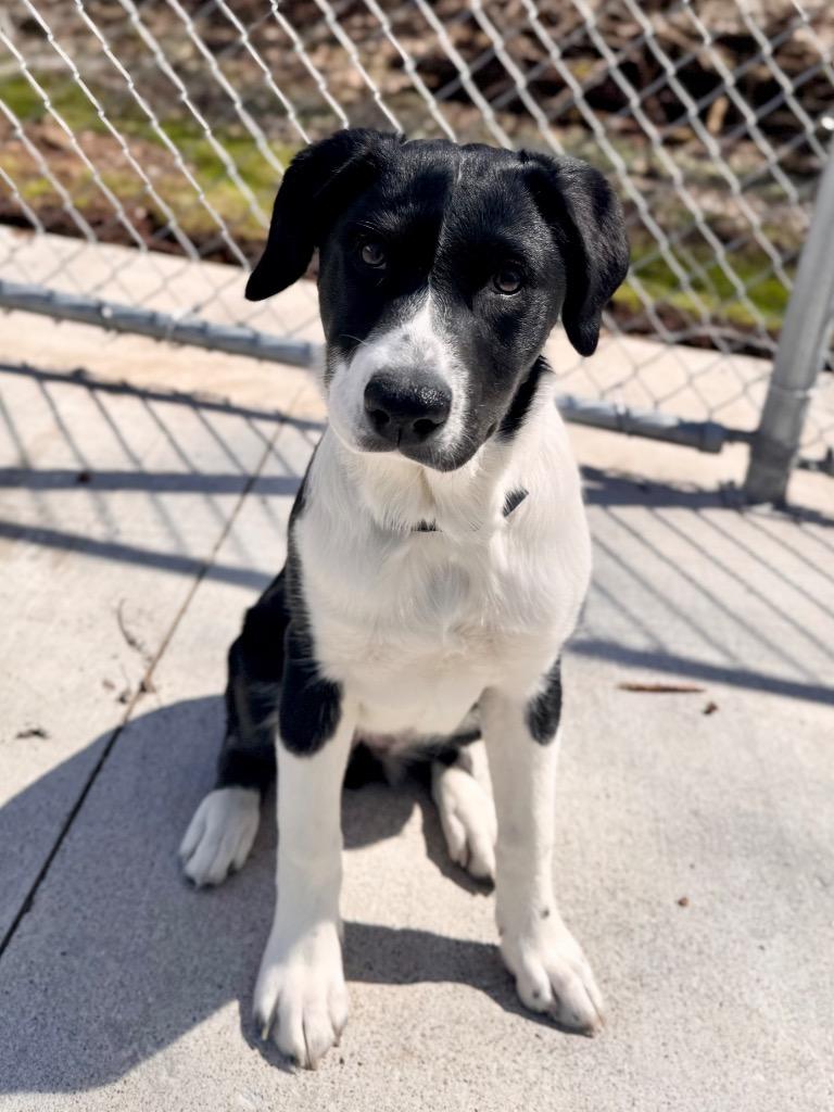 Enlarge Runt Runt, a Adoptable mixed breed in Muskegon, MI image 1/5