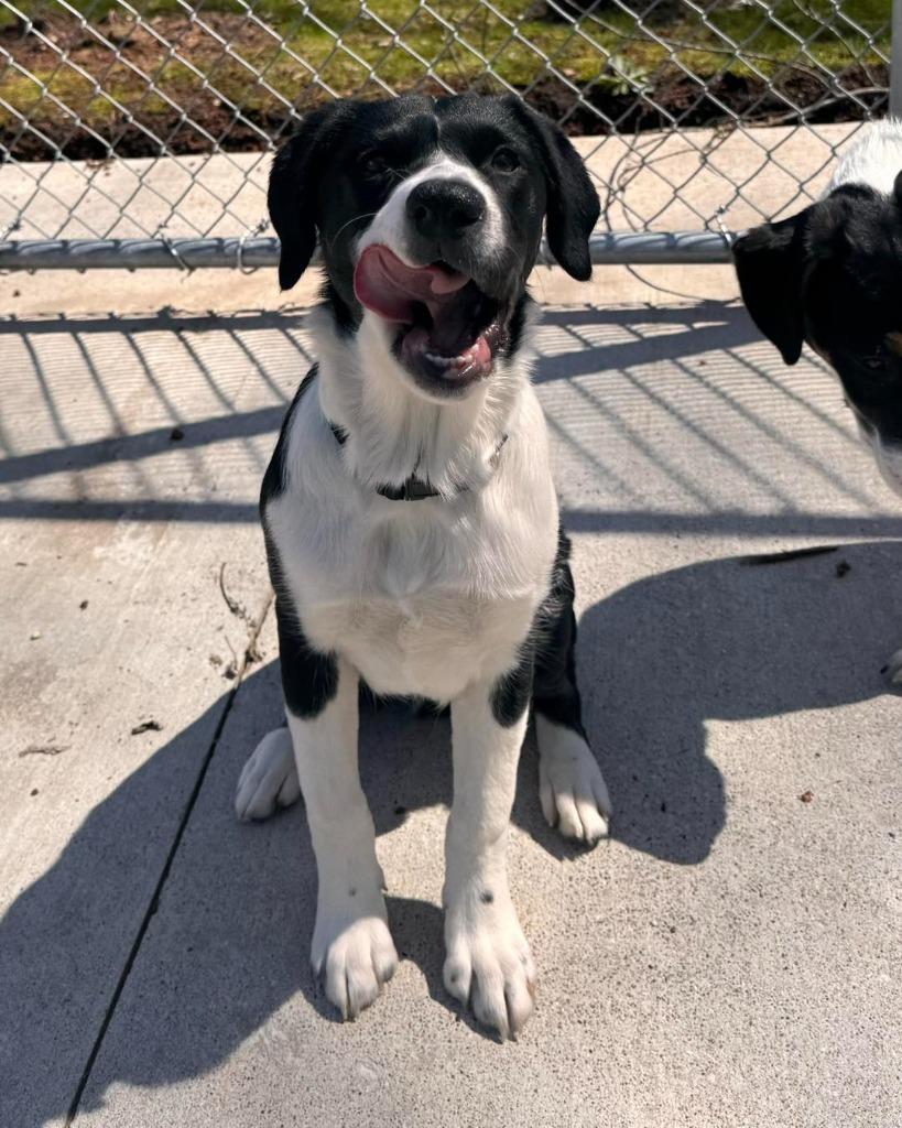 Enlarge Runt Runt, a Adoptable mixed breed in Muskegon, MI image 2/5