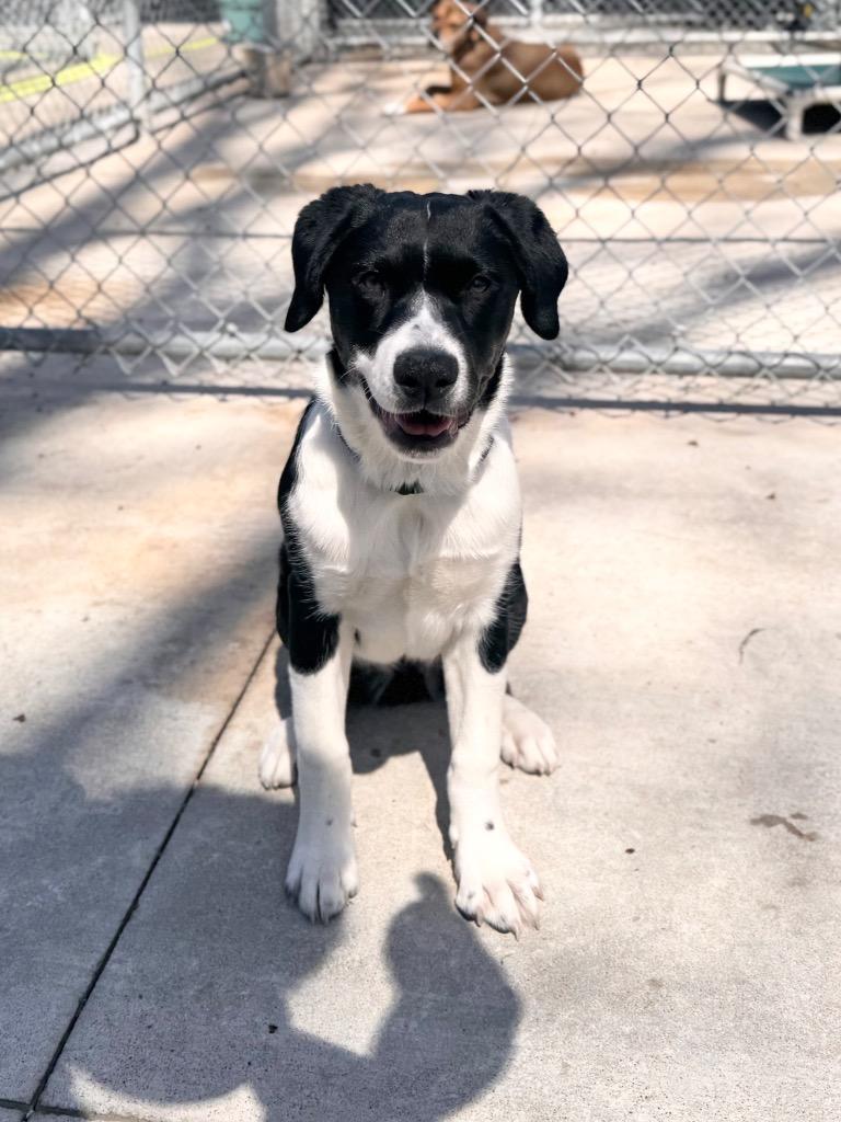 Enlarge Runt Runt, a Adoptable mixed breed in Muskegon, MI image 3/5