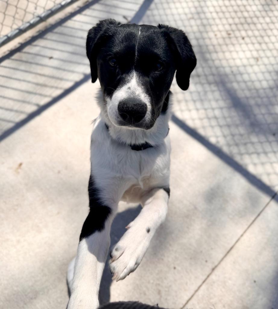 Enlarge Runt Runt, a Adoptable mixed breed in Muskegon, MI image 4/5